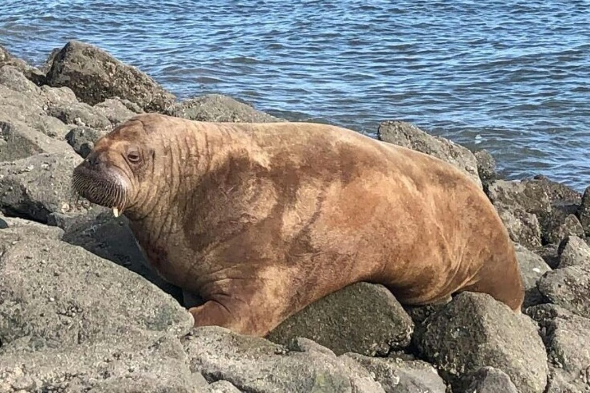 Nachdem das Walross im September auf den Ostfriesischen Inseln (im Bild) gesichtet wurde, tauchte es vor Dänemark auf. Foto: Christian Fink / Jonny Böhm