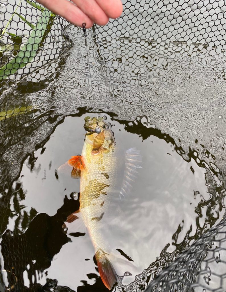 Claas konnte diesen Barsch beim Rauben mit einem Krebsimitat anwerfen. Der Fisch hing kurze Zeit später an der Angel. Foto: C. Grube