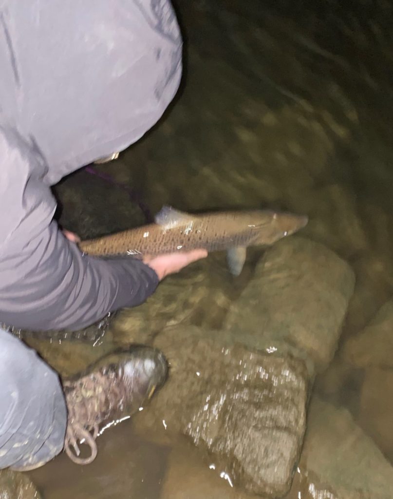 Dieser Fisch sollte nach dem ungezielten Fang schnell wieder zurück in das Wasser, um seine Laichwanderung fortzusetzen. Foto: C. Grube