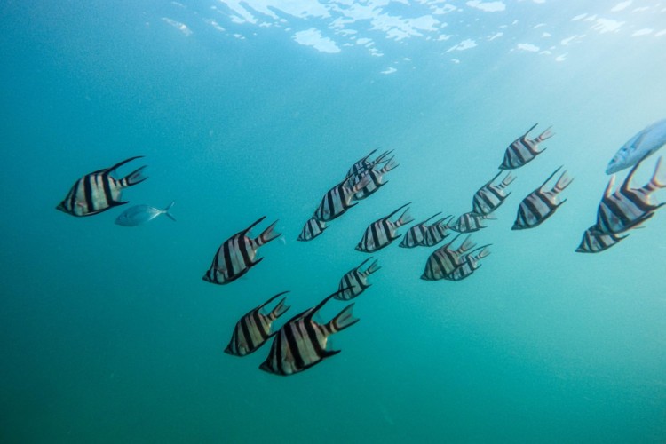 Nah an der Wasseroberfläche schwimmen ein paar Fische.