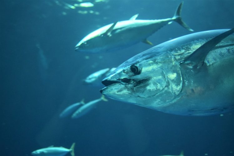 Thunfische gehören zu den wichtigsten Speisefischen weltweit. Foto: kate / Unsplash