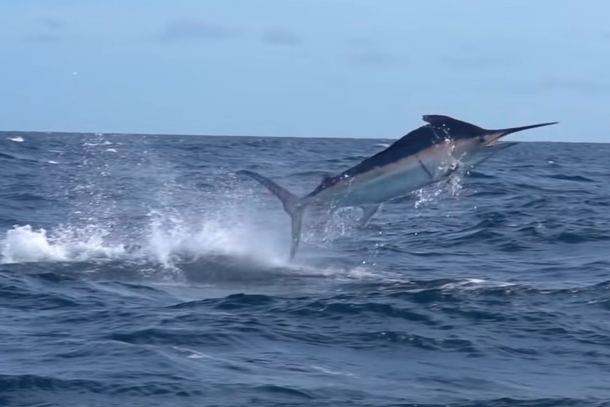 Achterbahn vor Panama: Ein Marlin lieferte einem Kayakangler einen Drill, den er niemals vergessen wird. Foto: Field Trips with Robert Field / YouTube (Screenshot)