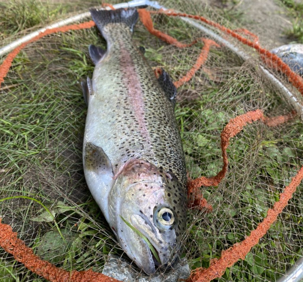 Wie schwer ist diese Forelle? Wer dem Gewicht am nächsten kommt, hat die Chance auf einen tollen Preis von MB Fishing! Foto: F. Schlichting