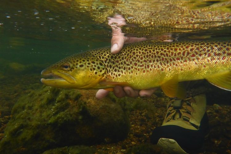 In der Birs werden mit einem Elektroschocker die Fische betäubt und von Helfern aus dem Wasser gefischt. Nach der Zählung werden die Fische zurückgesetzt. (Symbolbild) Foto: J. Radtke