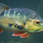 Der Peacock Bass, auch Cichla, ist in Florida zwar nicht heimisch, aber ein beliebter Sportfisch. (Symbolbild) Foto: Petr Kratochvil / Public Domain Pictures