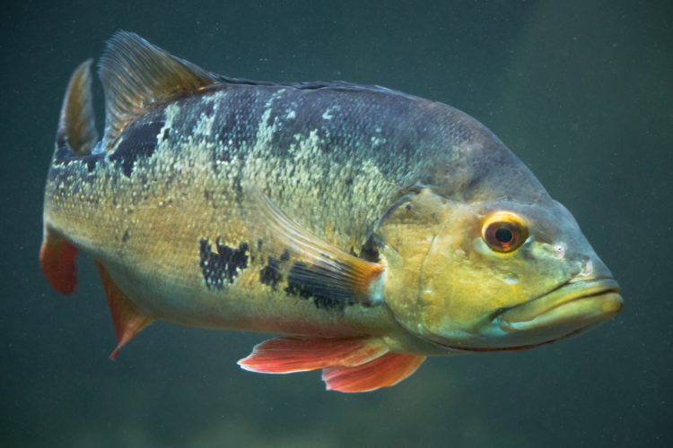 Der Peacock Bass, auch Cichla, ist in Florida zwar nicht heimisch, aber ein beliebter Sportfisch. (Symbolbild) Foto: Petr Kratochvil / Public Domain Pictures