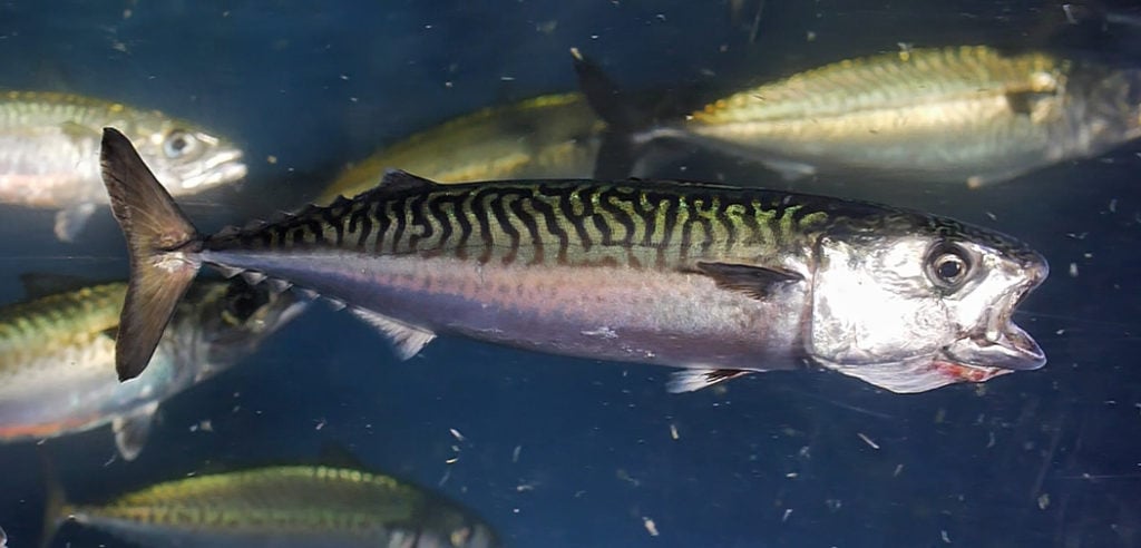 Eine Makrele schwimmt mit offenen Maul.