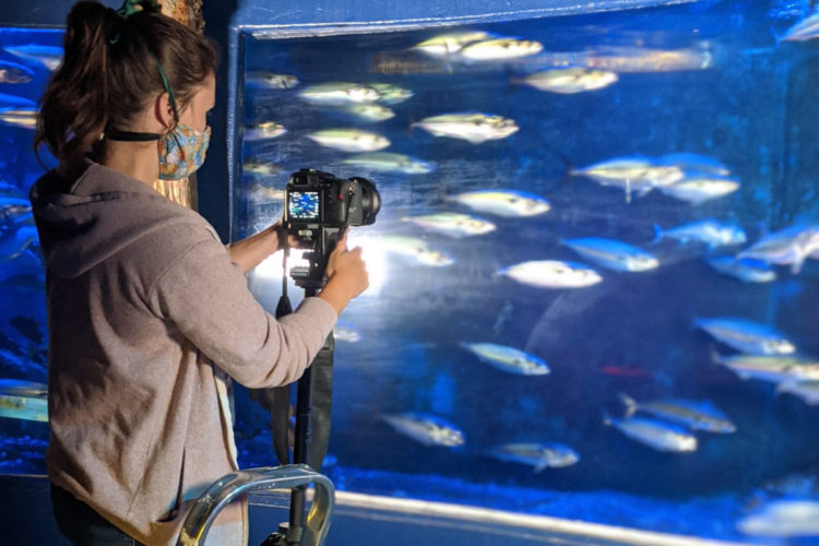 Wissenschaftlerin steht für einem Aquarium und filmt Makrelen.