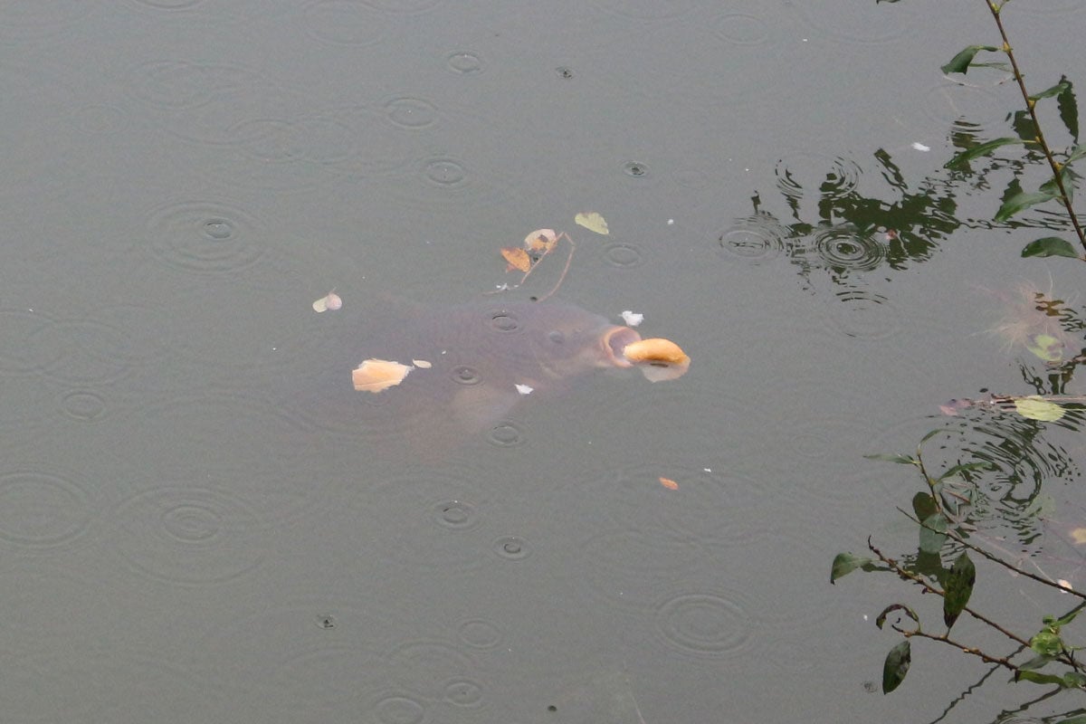 Von diesen Karpfen, die fast senkrecht im Wasser stehen und ihre Lippen öffnen, um sich mit einem satten Schmatzen die Brötchenhälften einzusaugen, sah André am Wochenende noch einige.