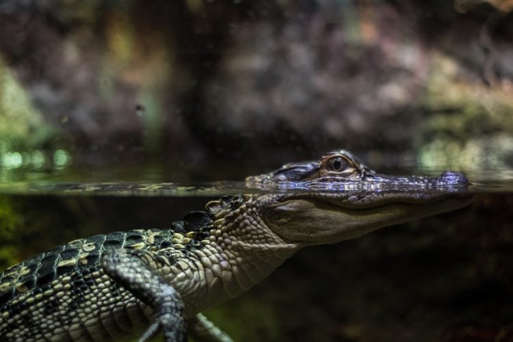 Alligatoren und Krokodile ernähren sich unter anderem auch von Fisch – egal, ob er bereits am Haken hängt oder nicht. (Symbolfoto) Foto: Lance Anderson / Unsplash