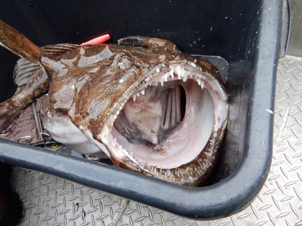 Ein furchteinflößender Anblick: Das Maul eines Seeteufels ist außerordentlich breit und gespickt mit zahlreichen Zähnen. Foto: S. Amarell