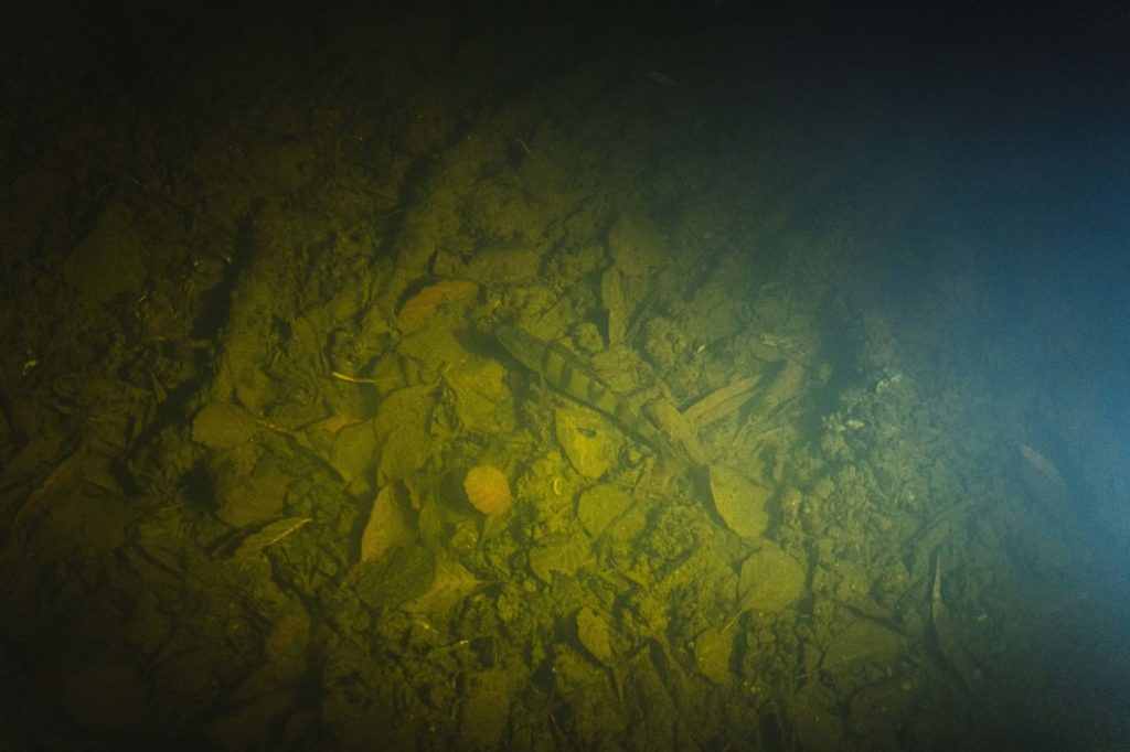 Enttäuscht guckt der Barsch drein: Bis vor einer Sekunde kaute er noch auf einem Kaulbarsch herum, rechnete aber nicht mit dessen Entfesselungskünsten. Foto: Florian Pippardt