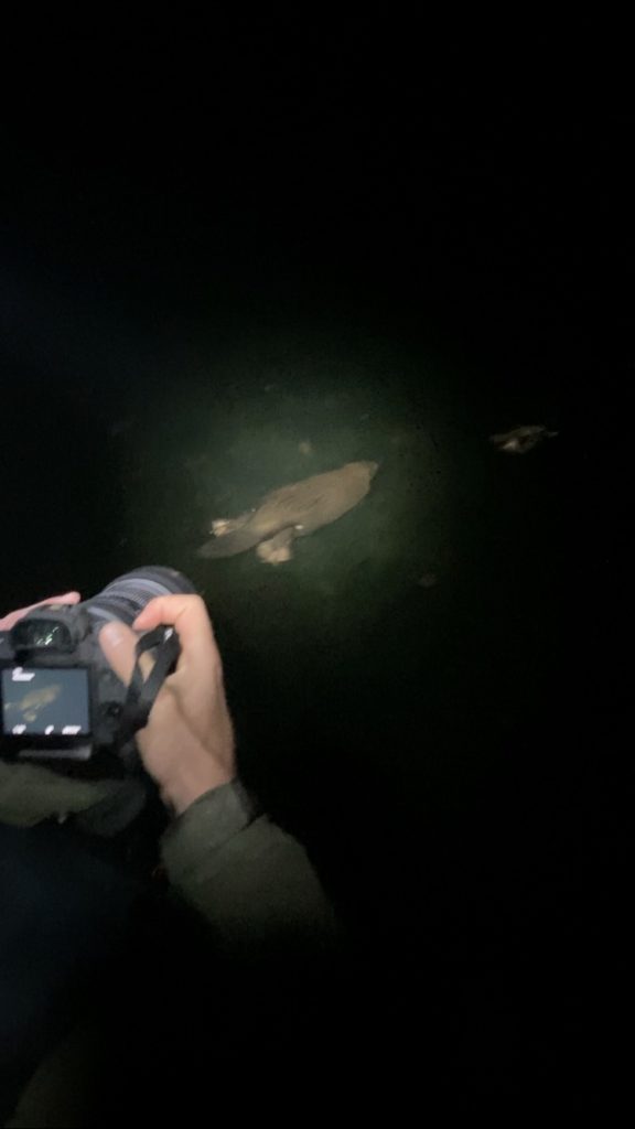 Florians Highlight waren neben einem 6-Kilo-Karpfen einige Biber, die er beobachten konnte. Foto: F. Pippardt