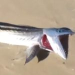 Ein urzeitlicher Anblick: Vor Kalifornien wurde ein lebendiger Lancetfish angespült, der normalerweise in Tiefen von mehr als 300 Metern lebt. Foto: Screenshot / Facebook