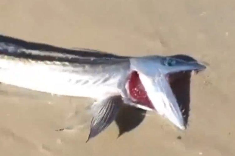 Ein urzeitlicher Anblick: Vor Kalifornien wurde ein lebendiger Lancetfish angespült, der normalerweise in Tiefen von mehr als 300 Metern lebt. Foto: Screenshot / Facebook