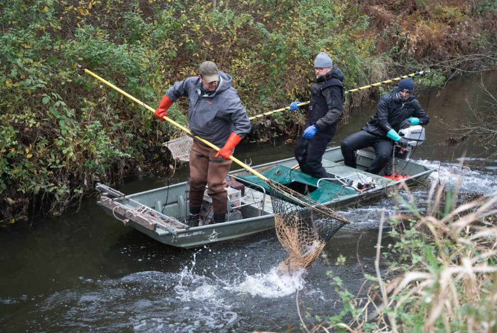 Das E-Fischen erfordert höchste Konzentration. Diese Bootsbesatzung macht ihre Sache routiniert und somit sicher und natürlich erfolgreich. Foto: Johannes Radtke / LSFV SH