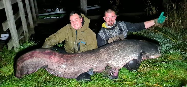 Der Welsrekord in den Niederlanden wurde erneut gebrochen. Der aktuell längste Fisch misst 2,43 Meter. Foto: J. Breur