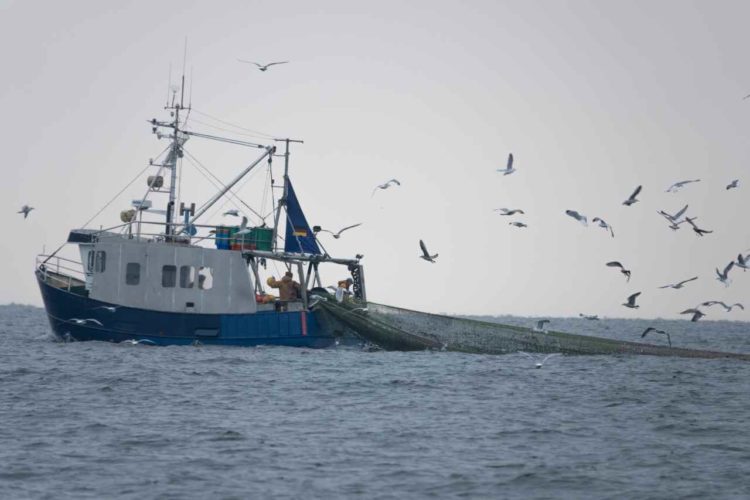 Drama um Dorsch: Überfischung und Klimawandel machen dem Ostsee-Dorsch zu schaffen. Foto: R. Korn