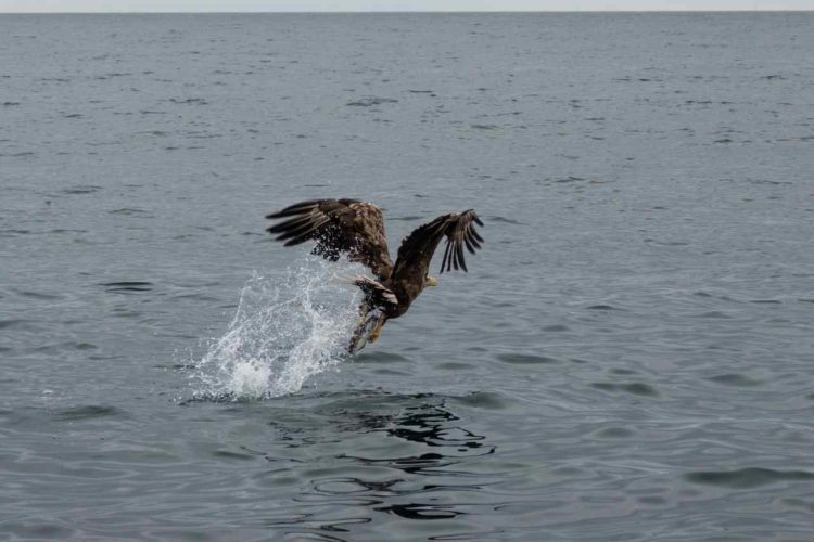 Von Seeadlern und Walen: faszinierender Bildreport über Tiere am und im Wasser. Foto: R. Korn