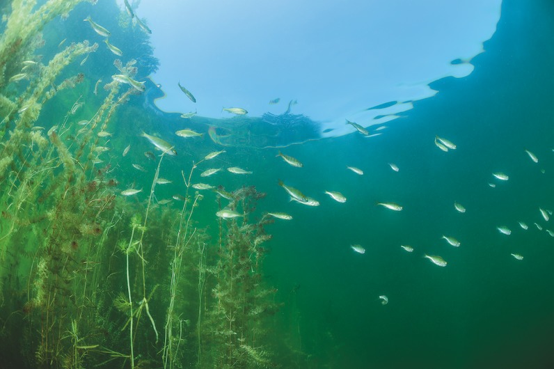 Barsch und Rapfen verfolgen ihre Beute „auf dem Fuße“. Zander, Welse und Hechte lassen es in der Regel deutlich ruhiger angehen. Foto: W. Pölzer