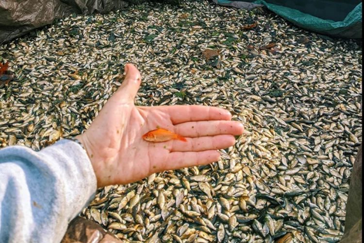 Beamte der Wasserbehörde in Minnesota entnahmen über 5000 Pfund Goldfische aus mehrere Seen. Sie waren illegal ausgesetzt worden und hatten sich wie eine Plage vermehrt. Foto: Foto: Carver County Water Management Organization via Facebook