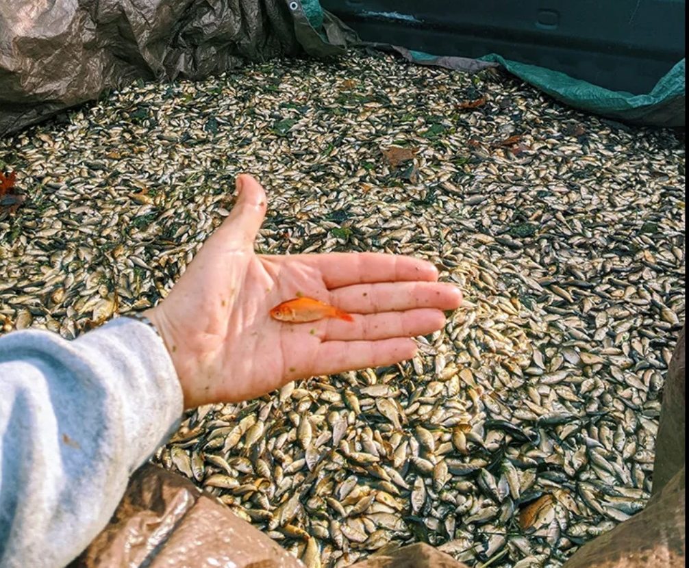 Minnesota: Officials harvest 5,000 pounds of goldfish