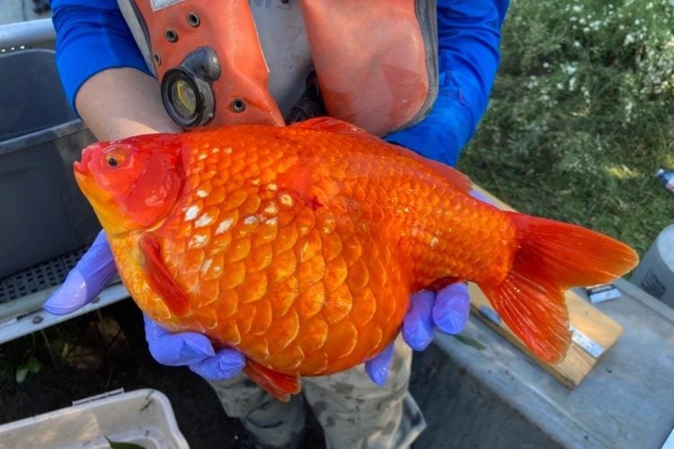 Wenn die Bedingungen stimmen, können Goldfische riesige Ausmaße annehmen. In Kanada verdrängen sie heimische Fischarten. Foto: Fisheries and Oceans Kanada (Twitter)