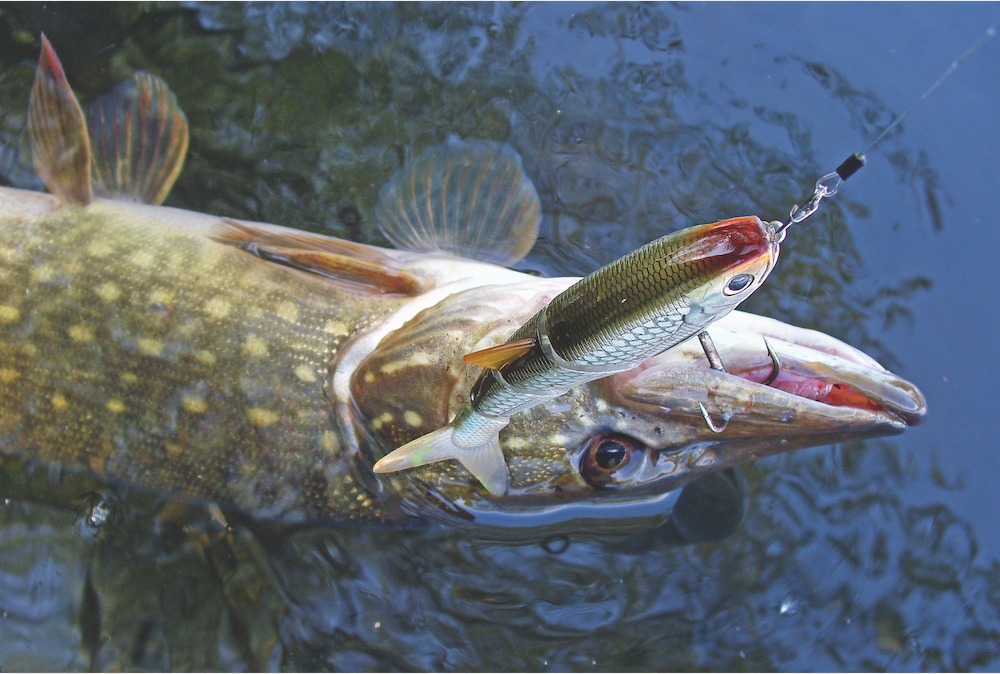 Große Köder funktionieren besonders gut im Fluss. Foto: Veit Wilde