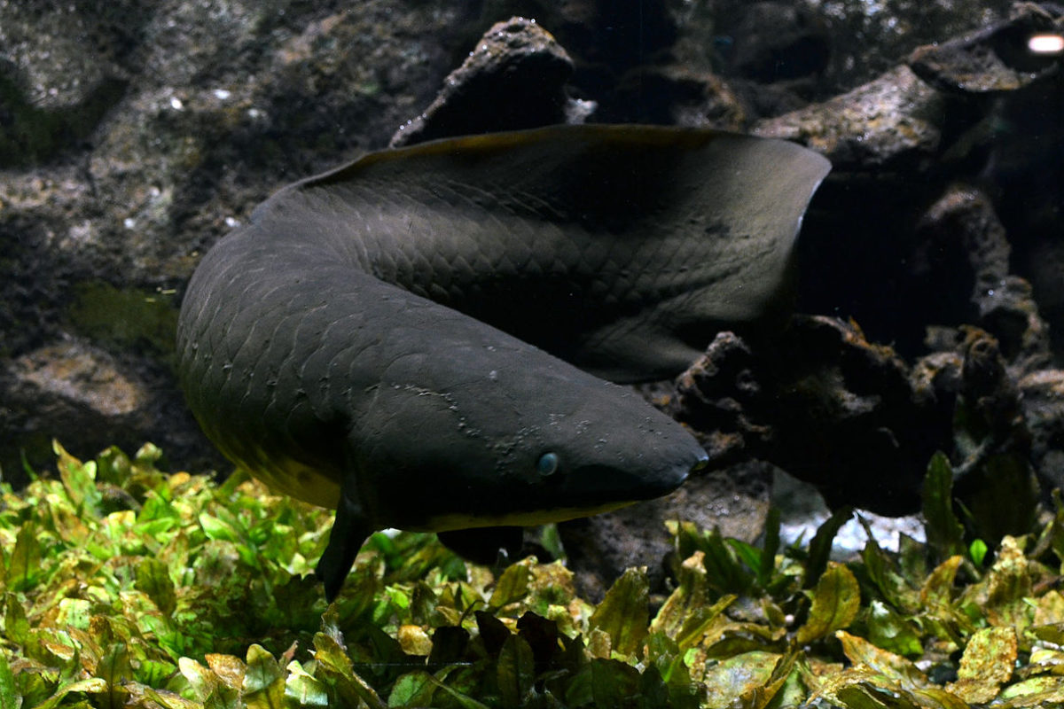 Ein Australischer Lungenfisch mit dem Namen „Methusalem“ ist der älteste Fisch, der in einem Aquarium lebt. Über 90 Jahre hat er schon auf den Schuppen. (Symbolbild) Foto: Wikimedia Commons