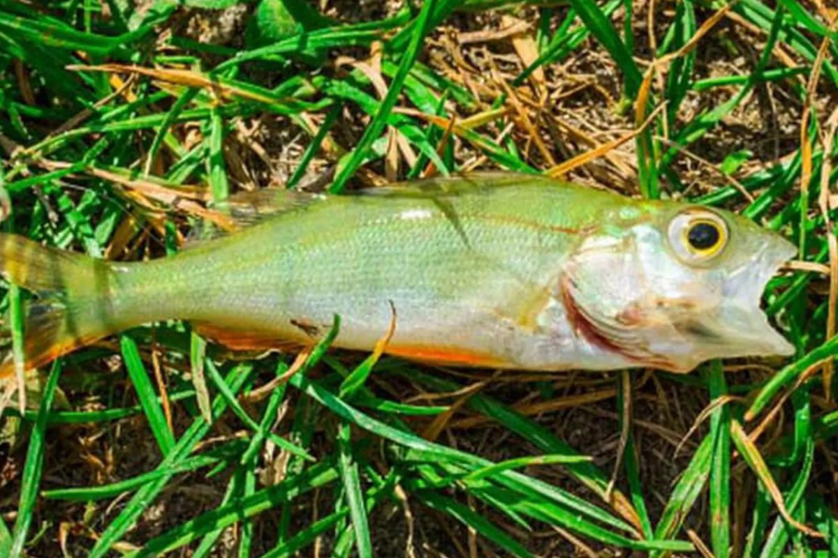 Im US-Bundesstaat Texas fielen Fische vom Himmel. Grund für den Fischregen war höchstwahrscheinlich eine Wasserhose. Foto: The City of Texarkana (Facebook)