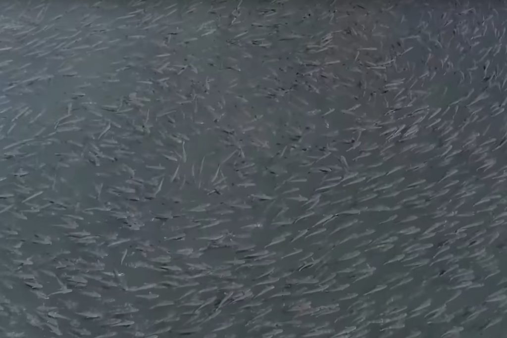 Die Meeräschen, die sich jedes Jahr vor Florida einfinden, färben das Meer regelmäßig schwarz. Foto: BlacktipH / YouTube (Screenshot)