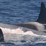 Mehrere Orcas attackieren den Blauwal und beißen große Stücke aus ihm heraus. Foto: Flinders University