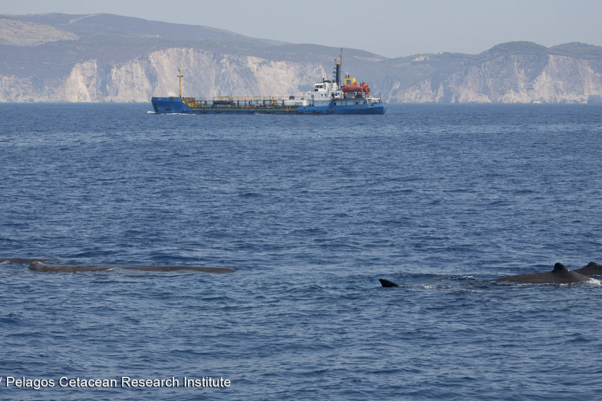 Große Schiffe und Wale passen einfach nicht zusammen. Im Mittelmeer wird das besonders deutlich. Die Reederei MSC plant, ihre Routen zu ändern, um die Pottwale vor Kollisionen zu schützen. (Symbolfoto) Foto: A. Frantzis / Pelagos Cetacean Research Institute