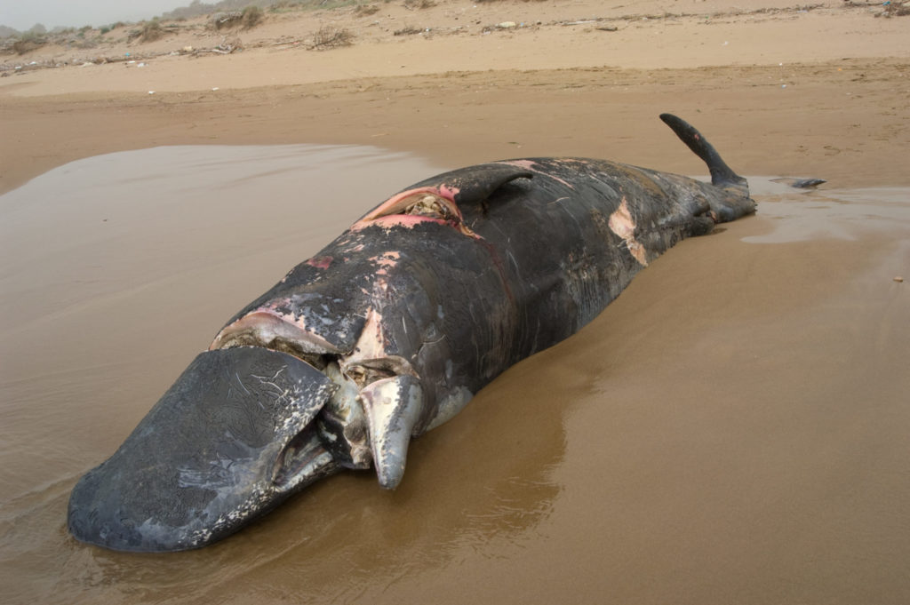 Ein angespülter Walkadaver. Deutlich erkennt man die Schnittverletzungen durch eine Schiffsschraube, die zum Tod des Säugers führten. Foto: Pelagos Catecean Research Institute