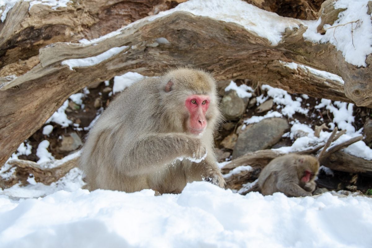 Eine Gruppe von japanischen Makaken wird im Winter zu Anglern: Sie fangen Forellen, um zu überleben. Foto: Pixabay / pen_ash