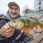 Fetter Barsch für Johannes. Deutlich zu erkennen ist der mit Glitter gepimpte Einzelhaken am Hinterende des Köders. Solche Tricks bringen beim Barsche twitchen zusätzliche Bisse! Foto: Johannes Dietel