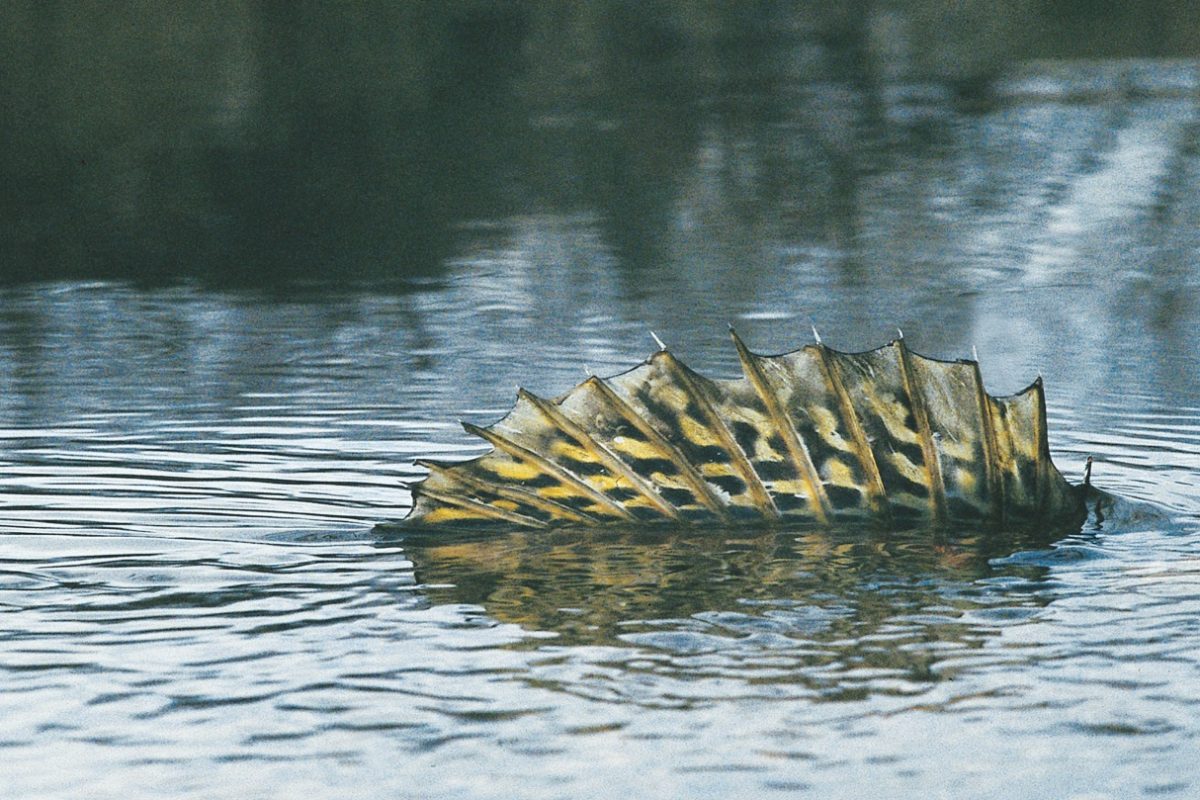 Zander gelten als standorttreue Fische. Ein vor fünf Jahren mit einem Sender versehenes Exemplar wurde nun jedoch 550 Kilometer weiter entfernt gefangen. Foto: E. Hartwich