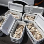 Pikeminnow sehen gar nicht so räuberisch aus, fressen aber Lachs- und Steelhead-Smolts. Deswegen hat die Fischereibehörde ein Fangprämie auf sie ausgesetzt. Foto: Northern Pikeminnow Sport-Reward Program