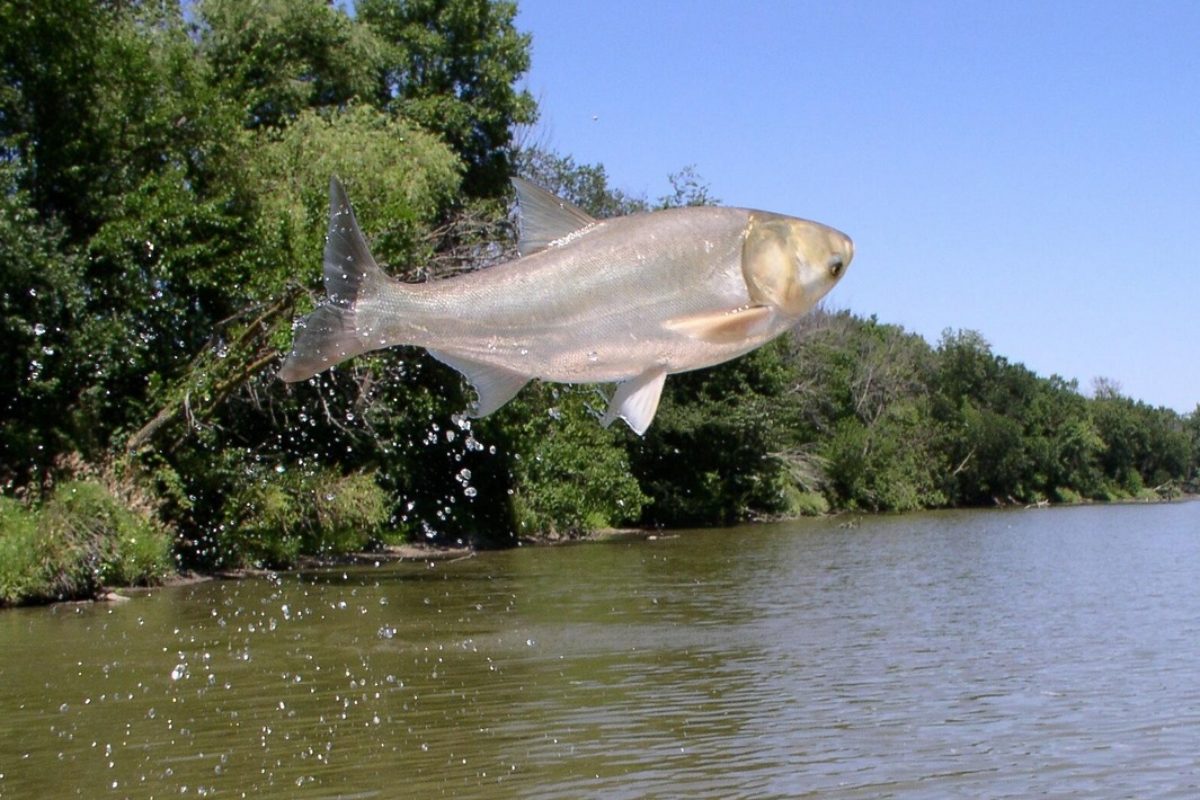 Silberkarpfen springen oft aus dem Wasser und können Bootsfahrer verletzen. Sie stellen in den USA ein Gefahr für das gesamte Ökosystem dar. Foto: USGS (Public Domain)