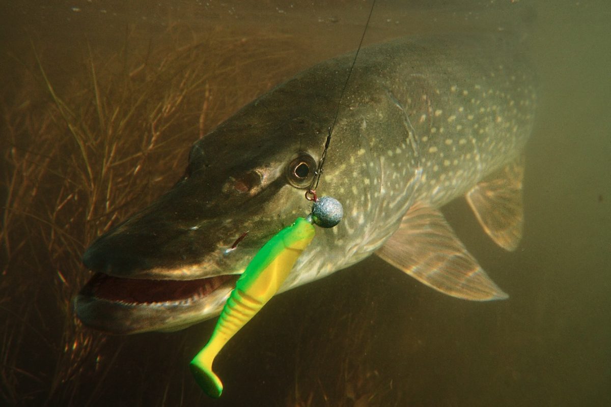 Hechtbisse sind in der Rute deutlich spürbar, doch auch unter Wasser richtig spektakulär. Foto: O. Portrat