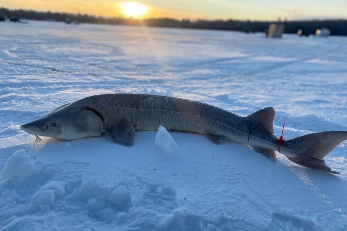 Wer am Black Lake in Cheboygan einen Stör fangen will, muss pünktlich sein – und Anglerglück haben. Die Störsaison dauerte dieses Jahr nur 36 Minuten. Foto: Michigan DNR