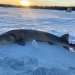 Wer am Black Lake in Cheboygan einen Stör fangen will, muss pünktlich sein – und Anglerglück haben. Die Störsaison dauerte dieses Jahr nur 36 Minuten. Foto: Michigan DNR