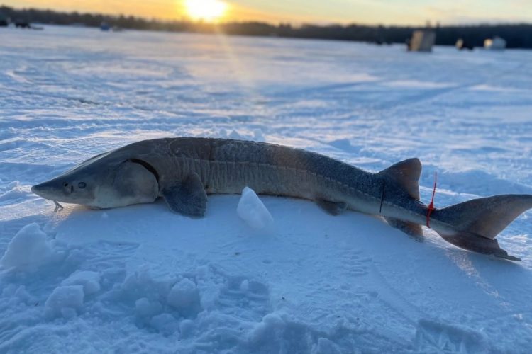 Wer am Black Lake in Cheboygan einen Stör fangen will, muss pünktlich sein – und Anglerglück haben. Die Störsaison dauerte dieses Jahr nur 36 Minuten. Foto: Michigan DNR