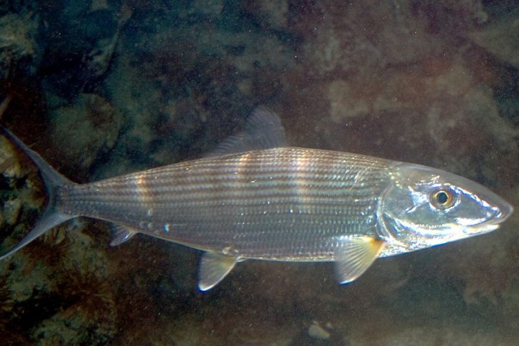 Bonefische (auch Grätenfische) leben unter anderem in amerikanischen Küstengewässern. Foto: Wikimedia Commons