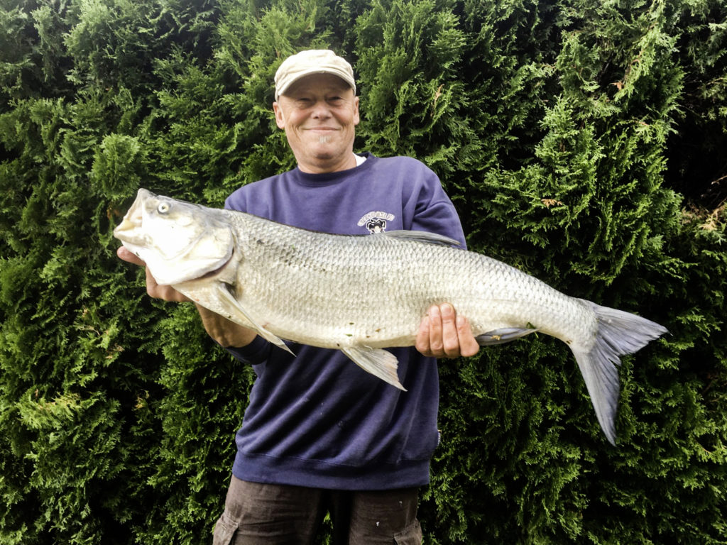 Im Chiemsee fing Gerhard Schneider von einem Steg aus einen 88 Zentimeter langen Rapfen. Er nahm einen Köderfisch am System und lieferte einen furiosen Drill!