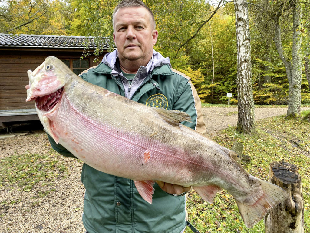 Aus den Teichen der Barweiler Mühle kommt diese wuchtige Regenbogenforelle von Stefan Schäfer. Der 78 Zentimeter lange Fisch biss auf eine Bienenmade.