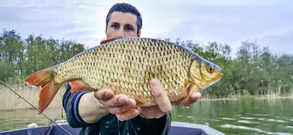 Im Schweriner See fing Ludwig Rathsack seine 42er Rotfeder. Neben diesem Rekordfisch fing er noch andere Rotfedern mit Brot am Haken und zum Füttern.