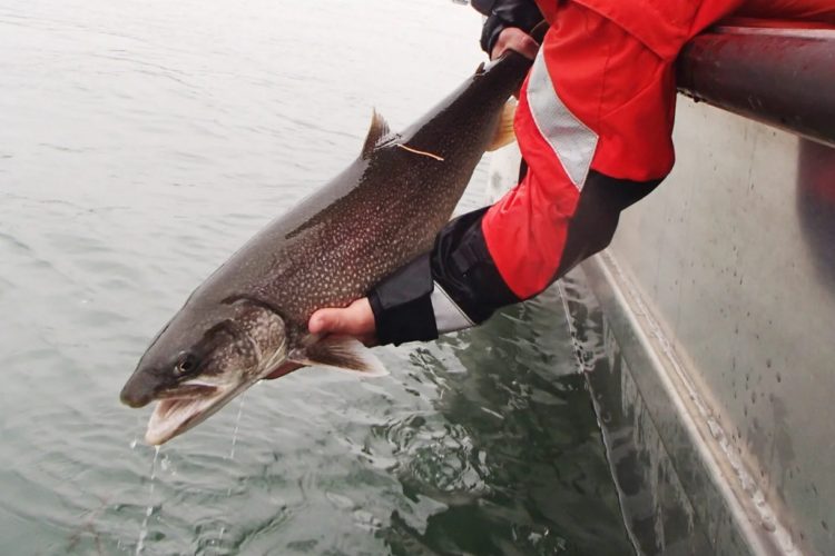 Seesaiblinge laichen in deutlich größeren Tiefen als bisher angenommen. Das fanden Forscher mit Ortungs-Chip und Unterwasserdrohnen heraus. Foto: U. S. Fish and Wildlife Service