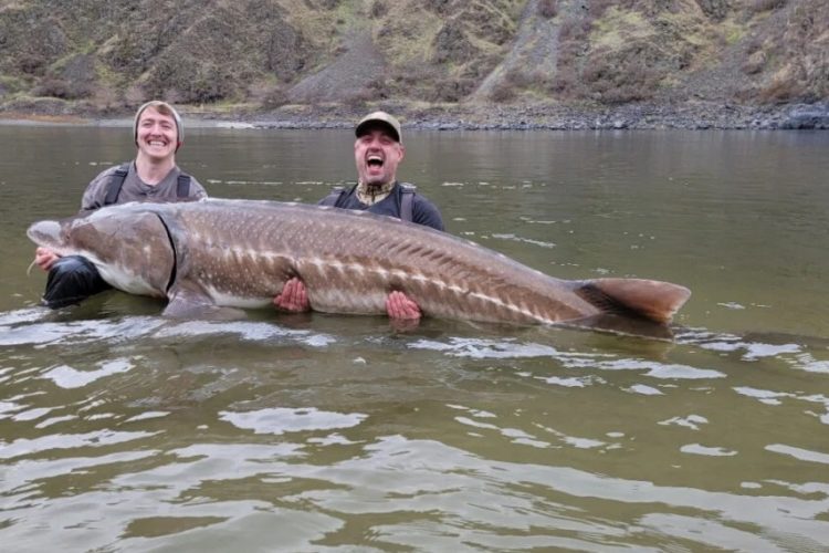 Biologen aus dem US-Bundesstaat Idaho fingen drei Störe im Snake River – alle waren über drei Meter lang. Foto: Joe DuPont / IDFG