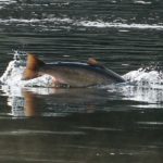 Am World Fish Migration Day dreht sich alles um den Erhalt der Wanderfische der Welt. Seit 1970 ist ihr Bestand um 76% zurückgegangen. Foto: Blinker-Archiv